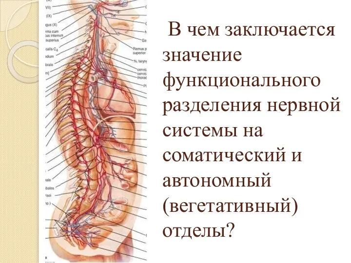 В чем заключается значение функционального разделения нервной системы на соматический и автономный (вегетативный) отделы?