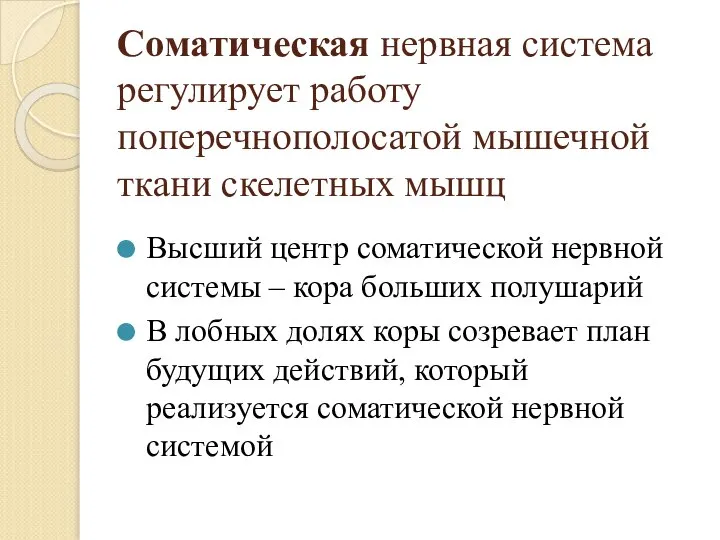 Соматическая нервная система регулирует работу поперечнополосатой мышечной ткани скелетных мышц Высший центр