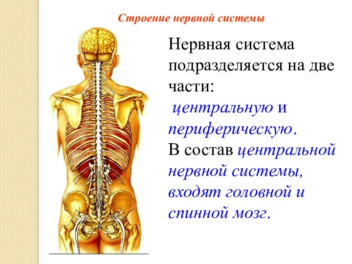 Строение нервной системы Нервная система подразделяется на две части: центральную и периферическую.