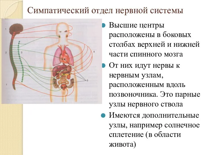 Симпатический отдел нервной системы Высшие центры расположены в боковых столбах верхней и