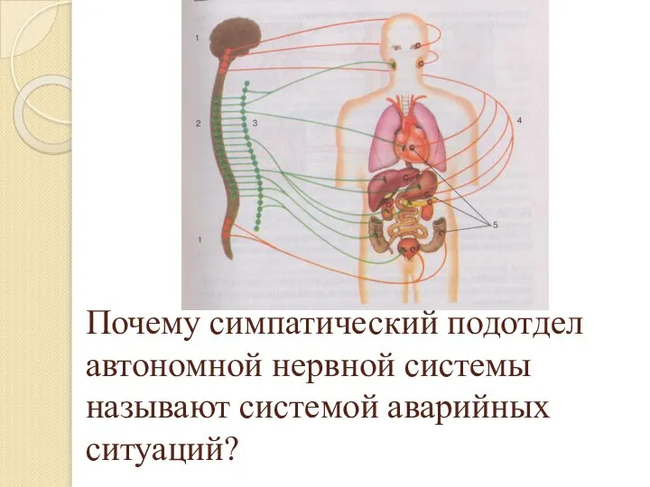 Почему симпатический подотдел автономной нервной системы называют системой аварийных ситуаций?