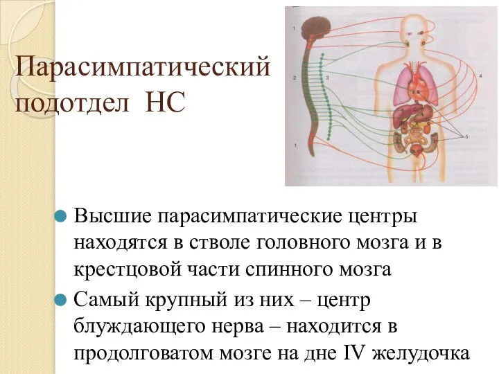 Парасимпатический подотдел НС Высшие парасимпатические центры находятся в стволе головного мозга и