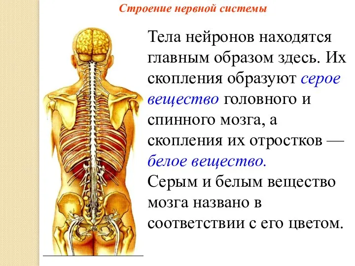 Строение нервной системы Тела нейронов находятся главным образом здесь. Их скопления образуют