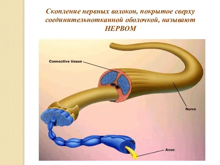 Скопление нервных волокон, покрытое сверху соединительнотканной оболочкой, называют НЕРВОМ