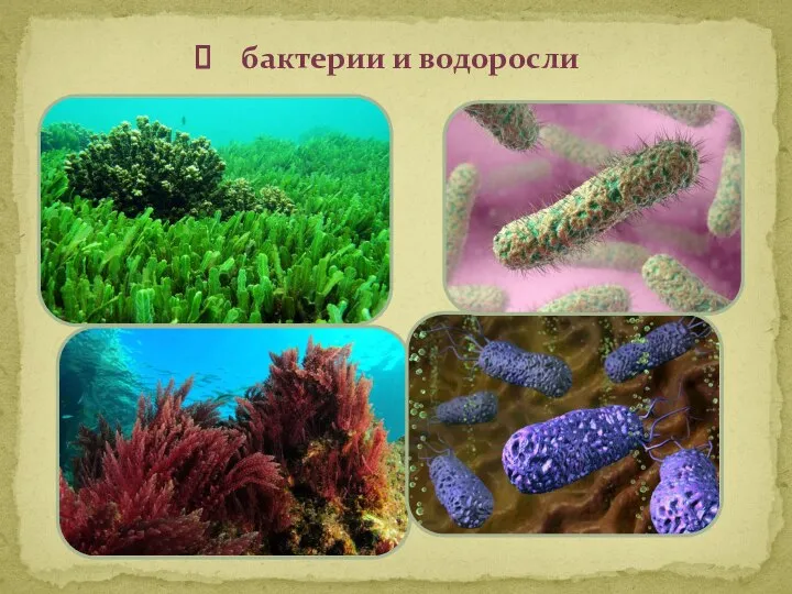 бактерии и водоросли