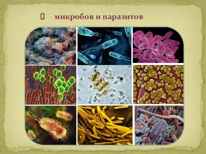 микробов и паразитов