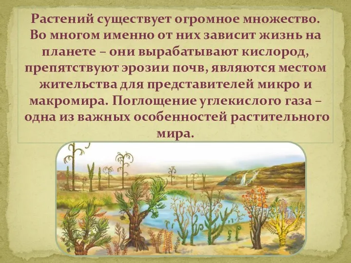 Растений существует огромное множество. Во многом именно от них зависит жизнь на