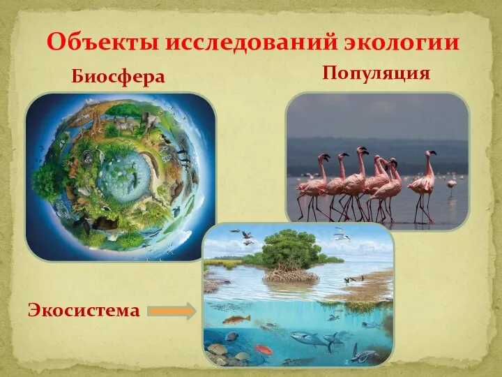 Объекты исследований экологии Биосфера Популяция Экосистема