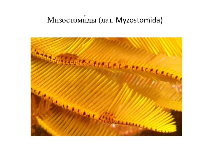 Мизостоми́ды (лат. Myzostomida)