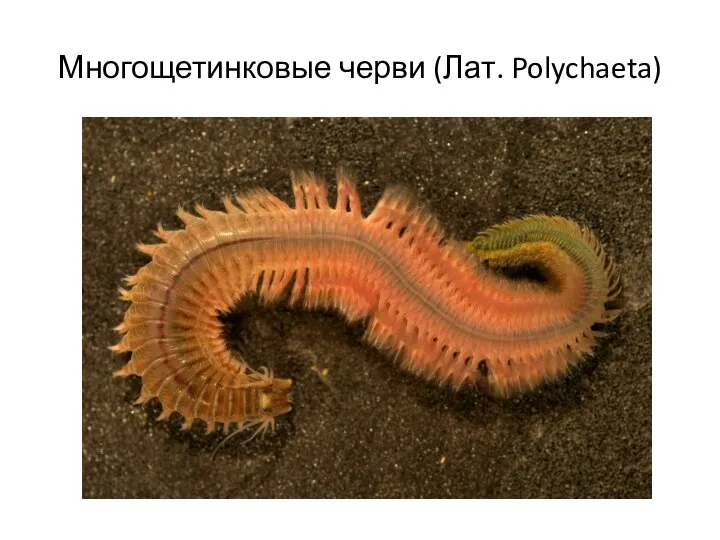 Многощетинковые черви (Лат. Polychaeta)