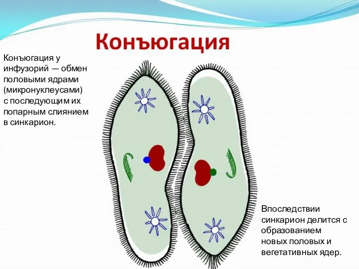 Конъюгация у инфузорий — обмен половыми ядрами (микронуклеусами) с последующим их попарным