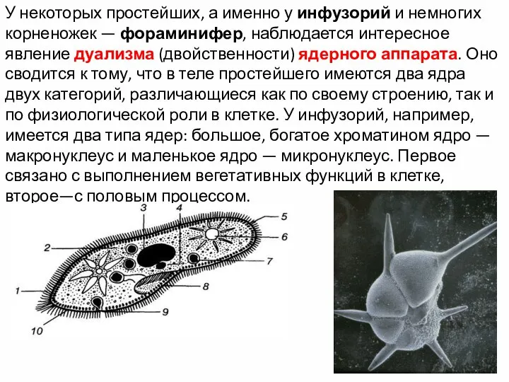 У некоторых простейших, а именно у инфузорий и немногих корненожек — фораминифер,