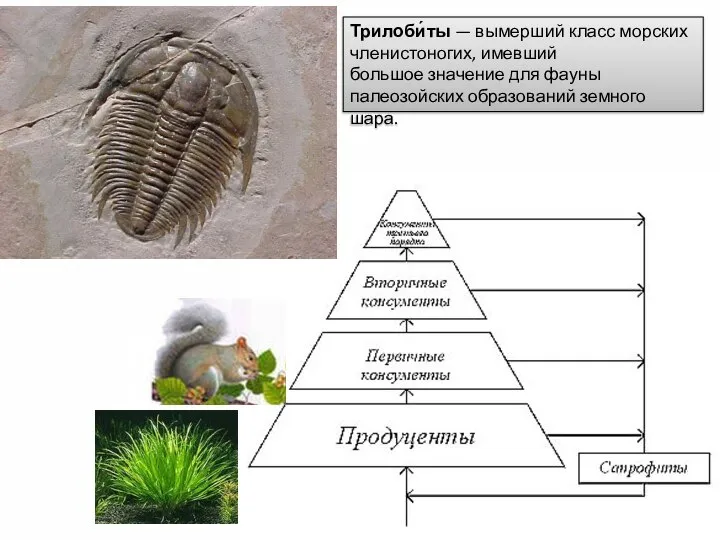 Трилоби́ты — вымерший класс морских членистоногих, имевший большое значение для фауны палеозойских образований земного шара.