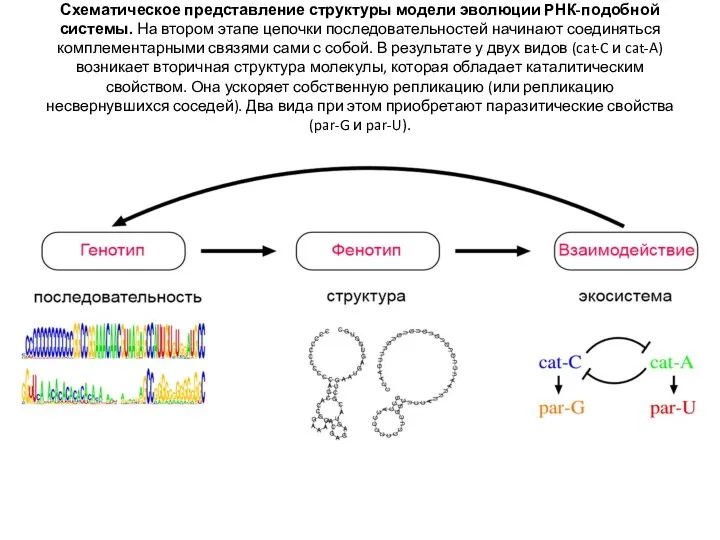 Схематическое представление структуры модели эволюции РНК-подобной системы. На втором этапе цепочки последовательностей