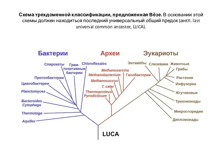 Схема трехдоменной классификации, предложенная Вёзе. В основании этой схемы должен находиться последний