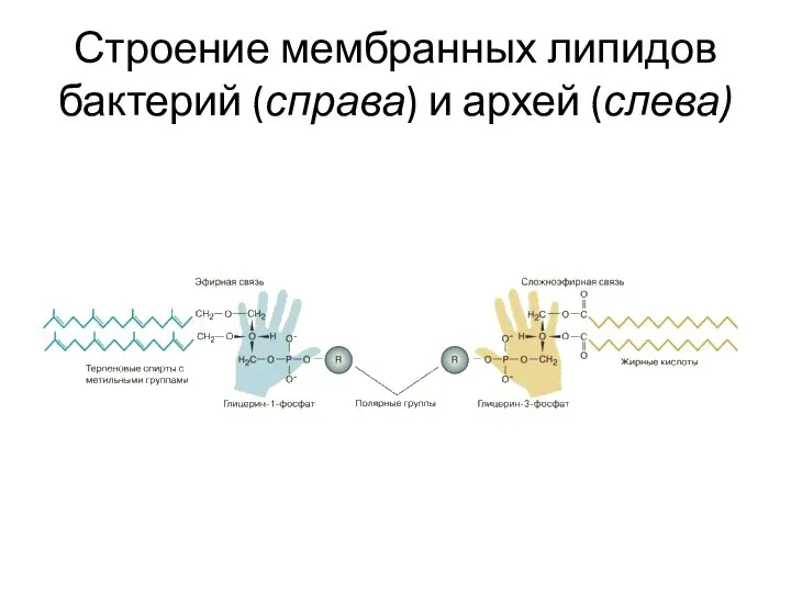 Строение мембранных липидов бактерий (справа) и архей (слева)