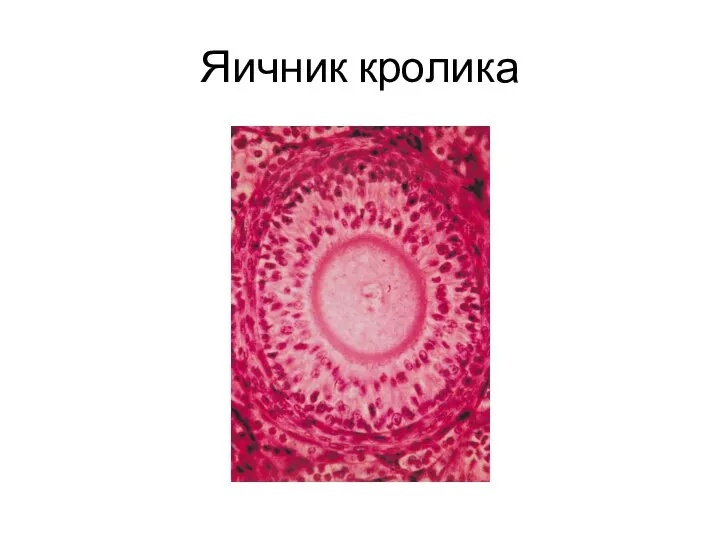 Яичник кролика