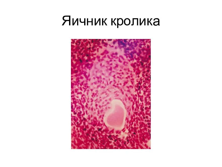 Яичник кролика