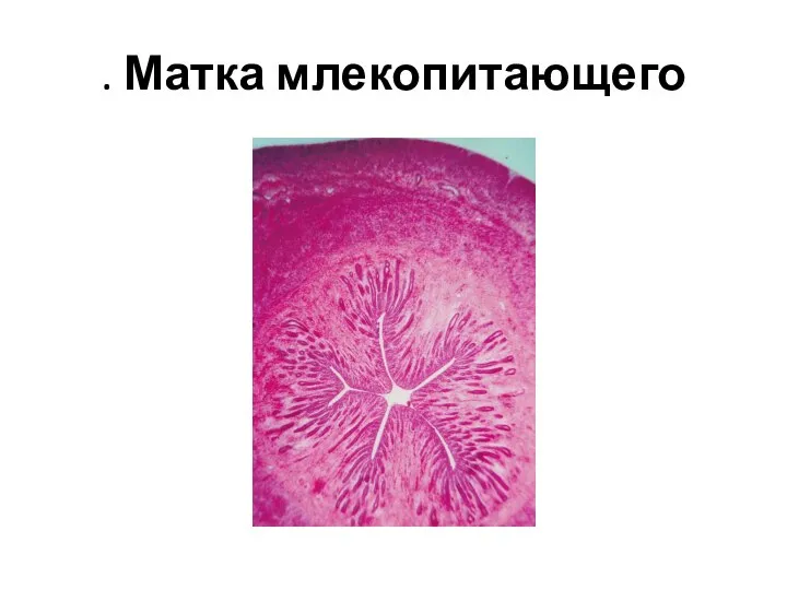 . Матка млекопитающего