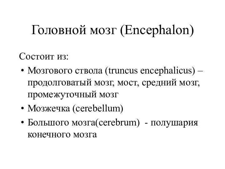 Головной мозг (Encephalon) Состоит из: Мозгового ствола (truncus encephalicus) – продолговатый мозг,