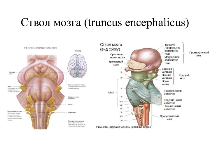Ствол мозга (truncus encephalicus)