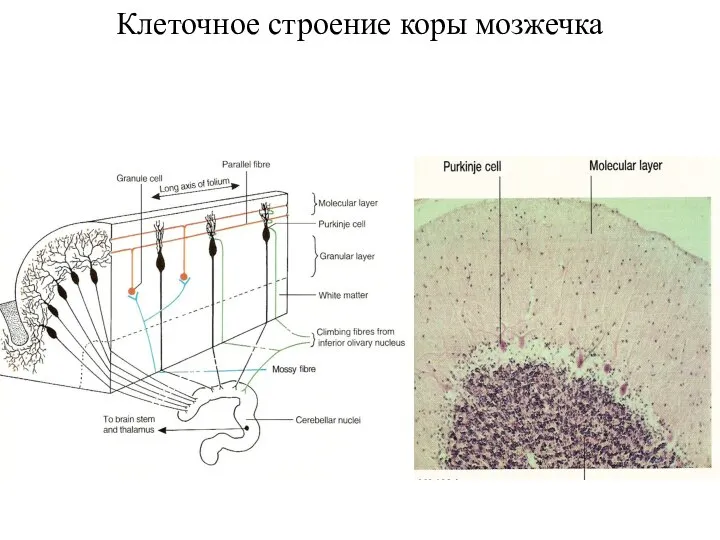 Клеточное строение коры мозжечка