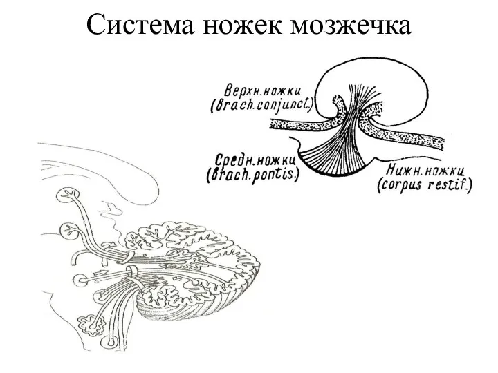 Система ножек мозжечка