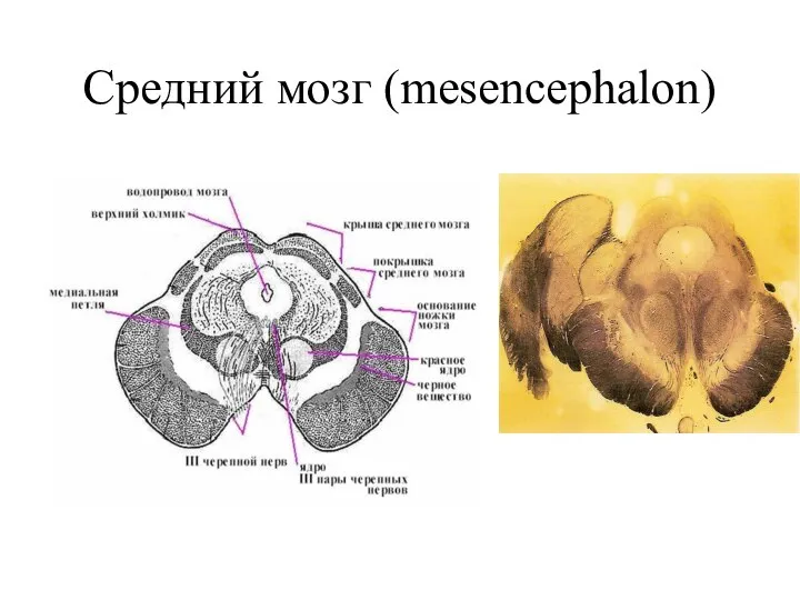 Средний мозг (mesencephalon)