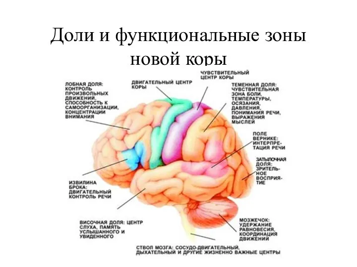 Доли и функциональные зоны новой коры