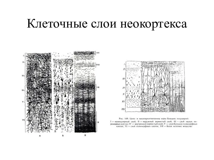 Клеточные слои неокортекса