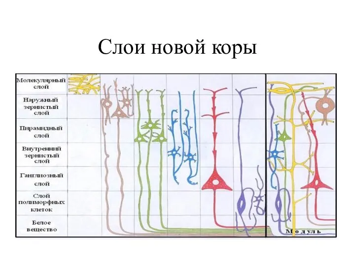 Слои новой коры