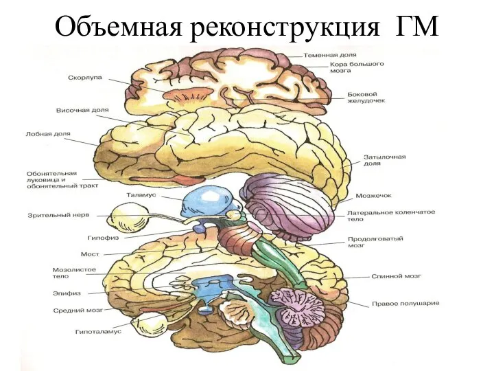 Объемная реконструкция ГМ