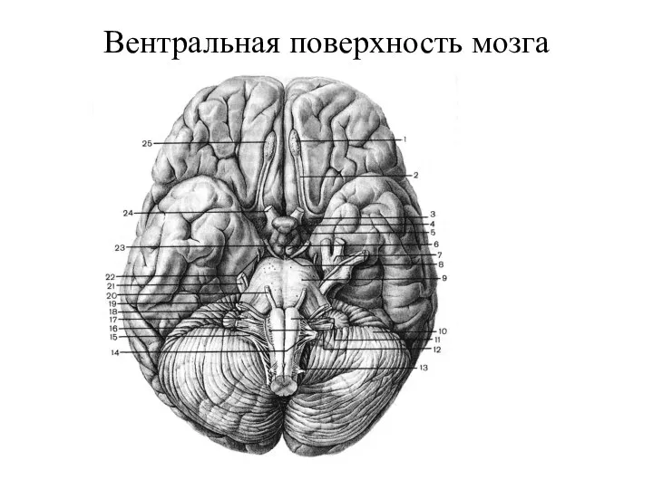 Вентральная поверхность мозга