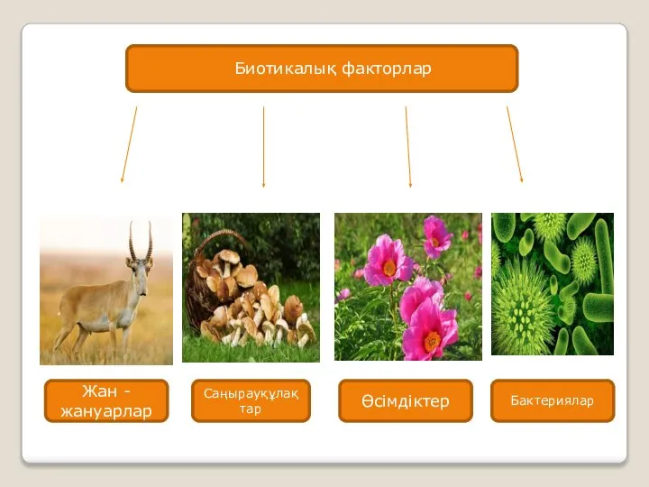 Биотикалық факторлар Жан -жануарлар Саңырауқұлақтар Өсімдіктер Бактериялар