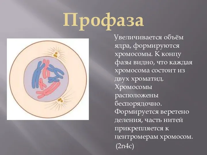 Профаза Увеличивается объём ядра, формируются хромосомы. К концу фазы видно, что каждая