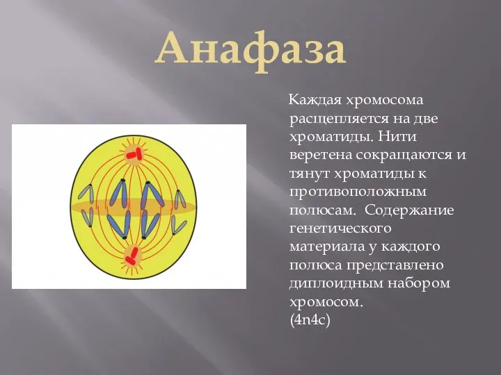 Анафаза Каждая хромосома расщепляется на две хроматиды. Нити веретена сокращаются и тянут