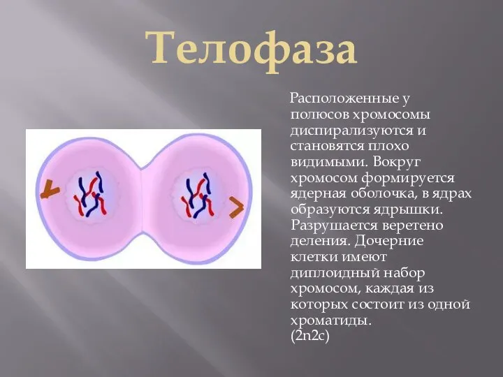 Телофаза Расположенные у полюсов хромосомы диспирализуются и становятся плохо видимыми. Вокруг хромосом