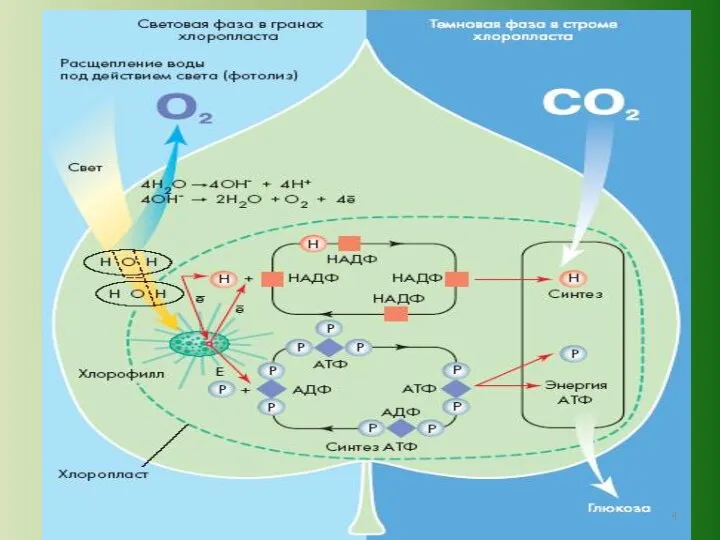 Вопросы для ответа: 1 в какой части хлоропласта происходит эта фаза? 2.