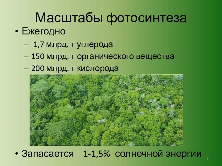 Масштабы фотосинтеза Ежегодно 1,7 млрд. т углерода 150 млрд. т органического вещества