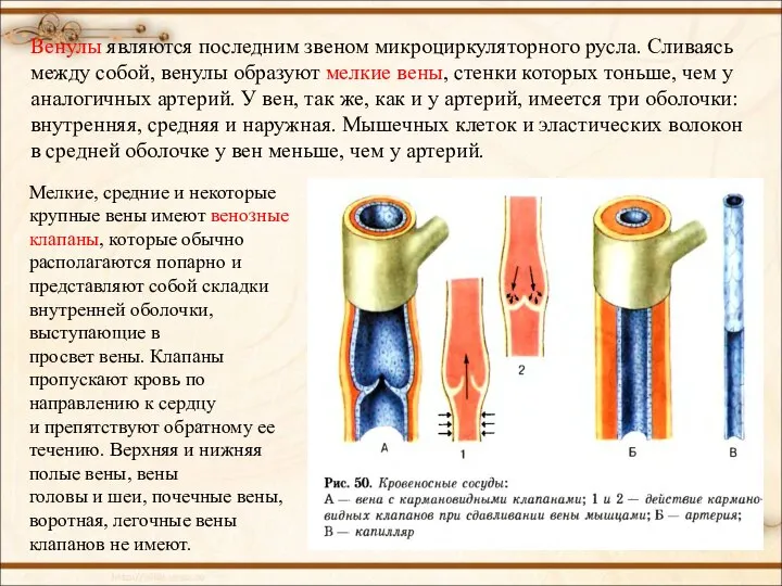 Мелкие, средние и некоторые крупные вены имеют венозные клапаны, которые обычно располагаются