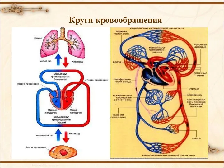 Круги кровообращения