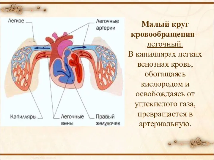 Малый круг кровообращения - легочный. В капиллярах легких венозная кровь, обогащаясь кислородом