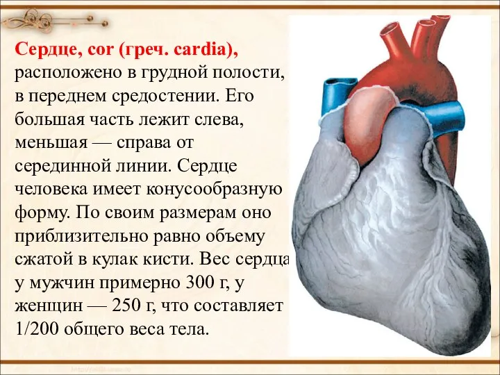 Сердце, соr (греч. cardia), расположено в грудной полости, в переднем средостении. Его