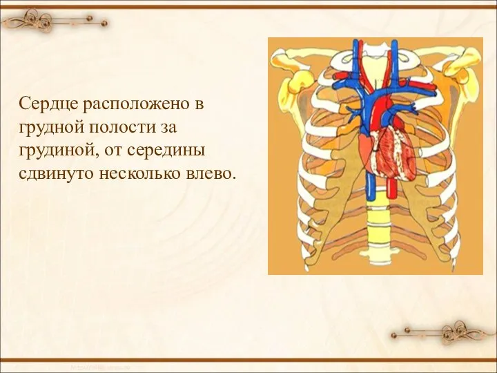 Сердце расположено в грудной полости за грудиной, от середины сдвинуто несколько влево.