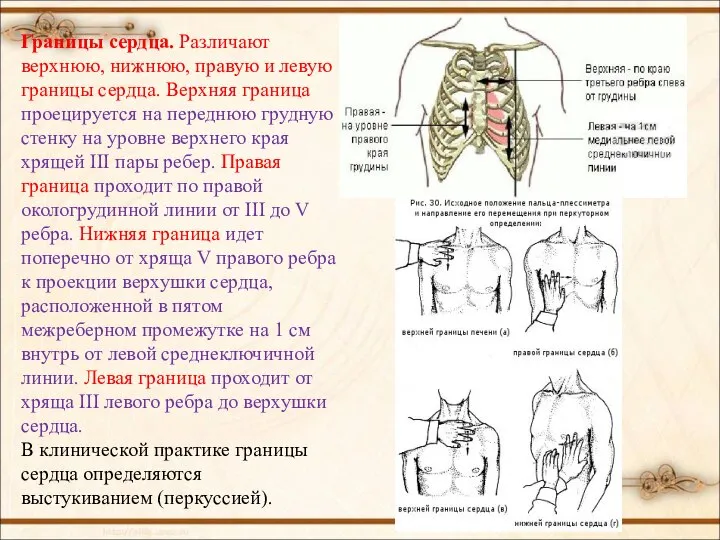 Границы сердца. Различают верхнюю, нижнюю, правую и левую границы сердца. Верхняя граница