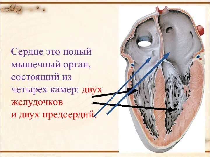 Сердце это полый мышечный орган, состоящий из четырех камер: двух желудочков и двух предсердий.