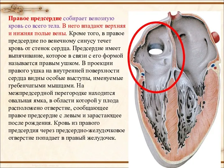 Правое предсердие собирает венозную кровь со всего тела. В него впадают верхняя