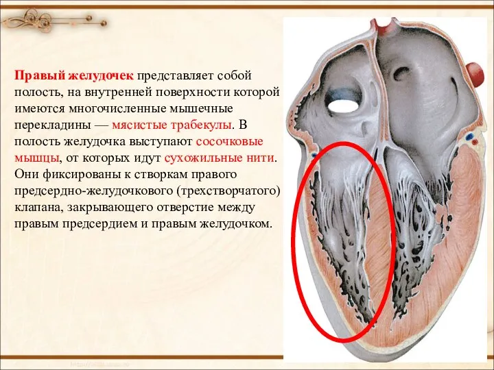 Правый желудочек представляет собой полость, на внутренней поверхности которой имеются многочисленные мышечные