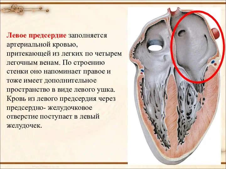 Левое предсердие заполняется артериальной кровью, притекающей из легких по четырем легочным венам.