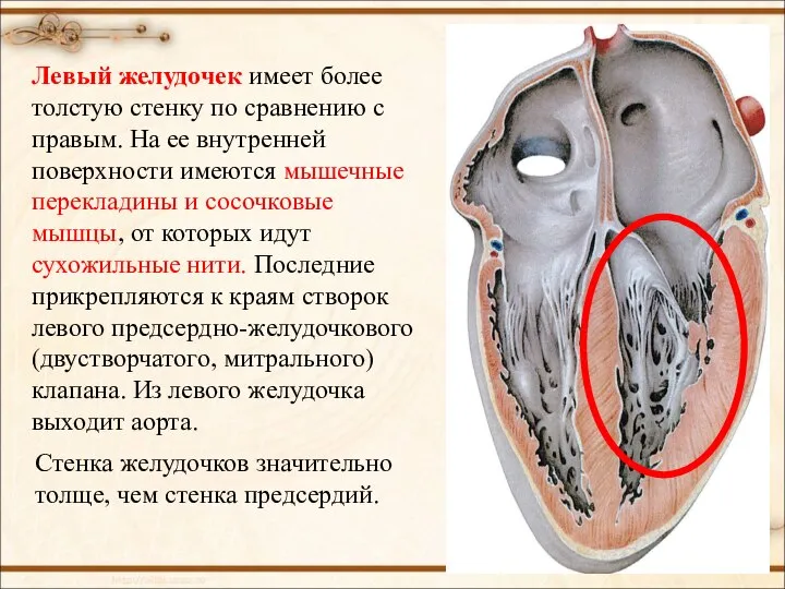 Левый желудочек имеет более толстую стенку по сравнению с правым. На ее